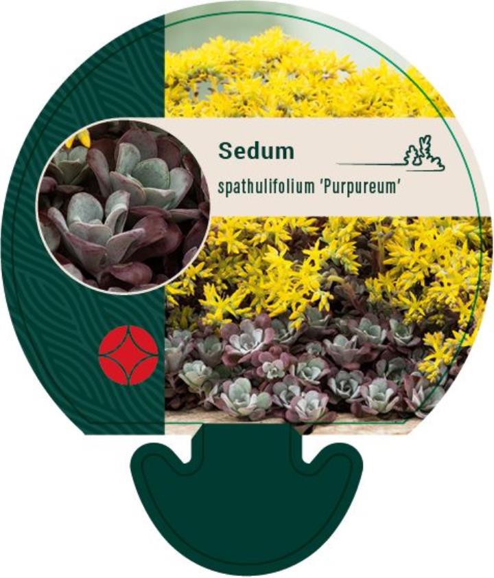 Pudret Stenurt 'Purpureum' - Potte 0,8 Liter