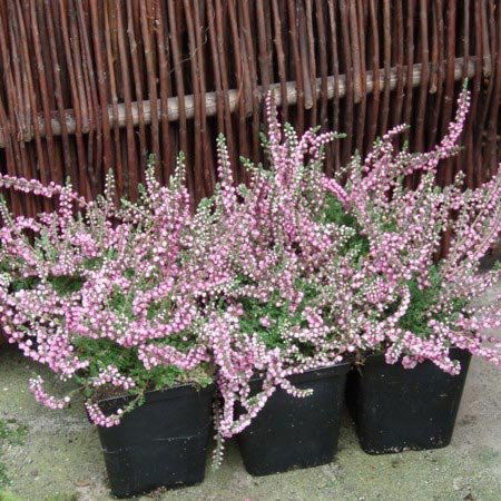 Efterårslyng &apos;Peter Sparkes&apos;