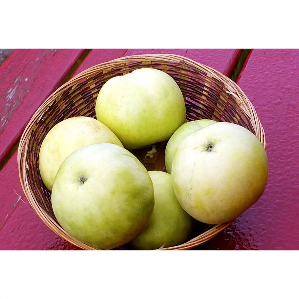 Æble &#39;Transparent Blanc&#39; - Potte 10 liter 150-175 cm.