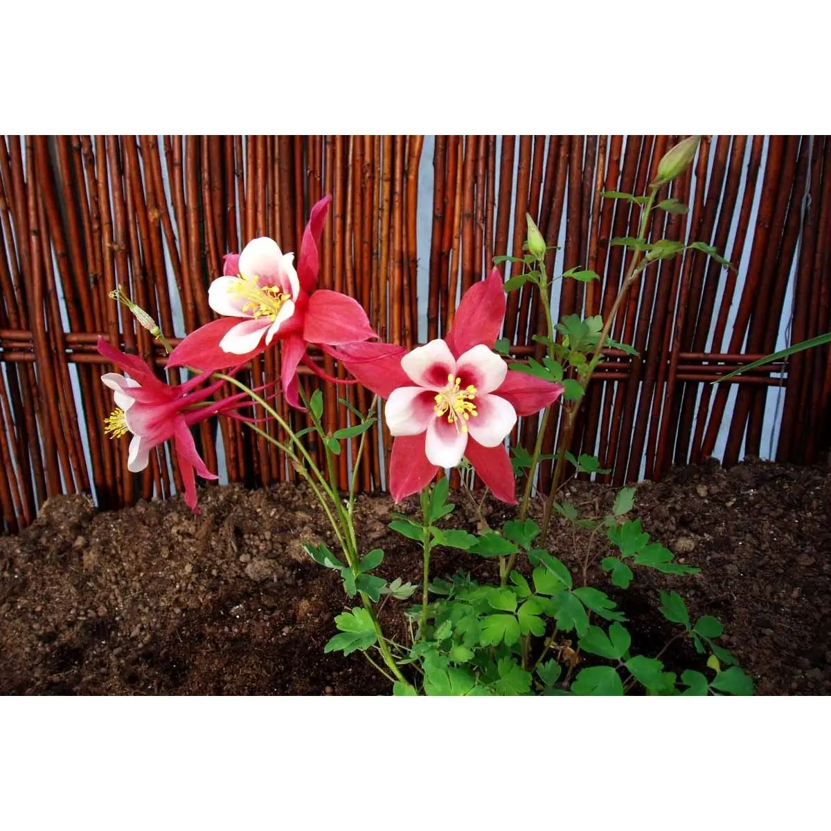 Langsporet Akeleje 'Crimson Star' - Potte 1 liter