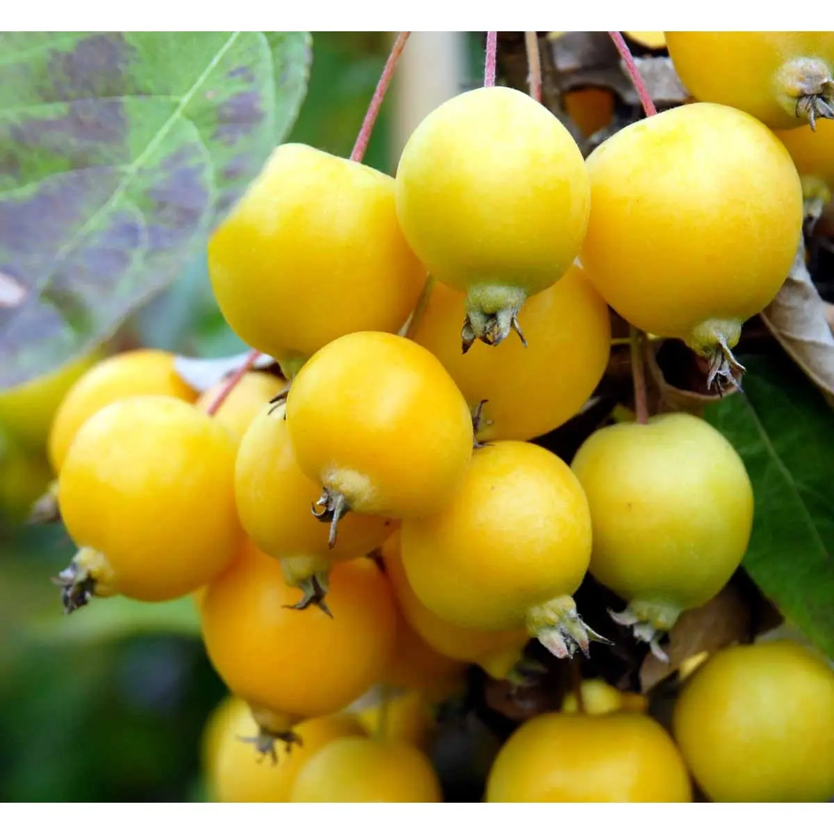 Paradisæble &apos;Golden Hornet&apos;