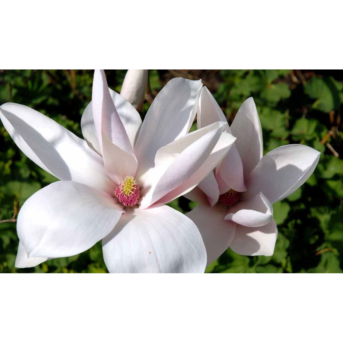 Magnolia &apos;Heaven Scent&apos;