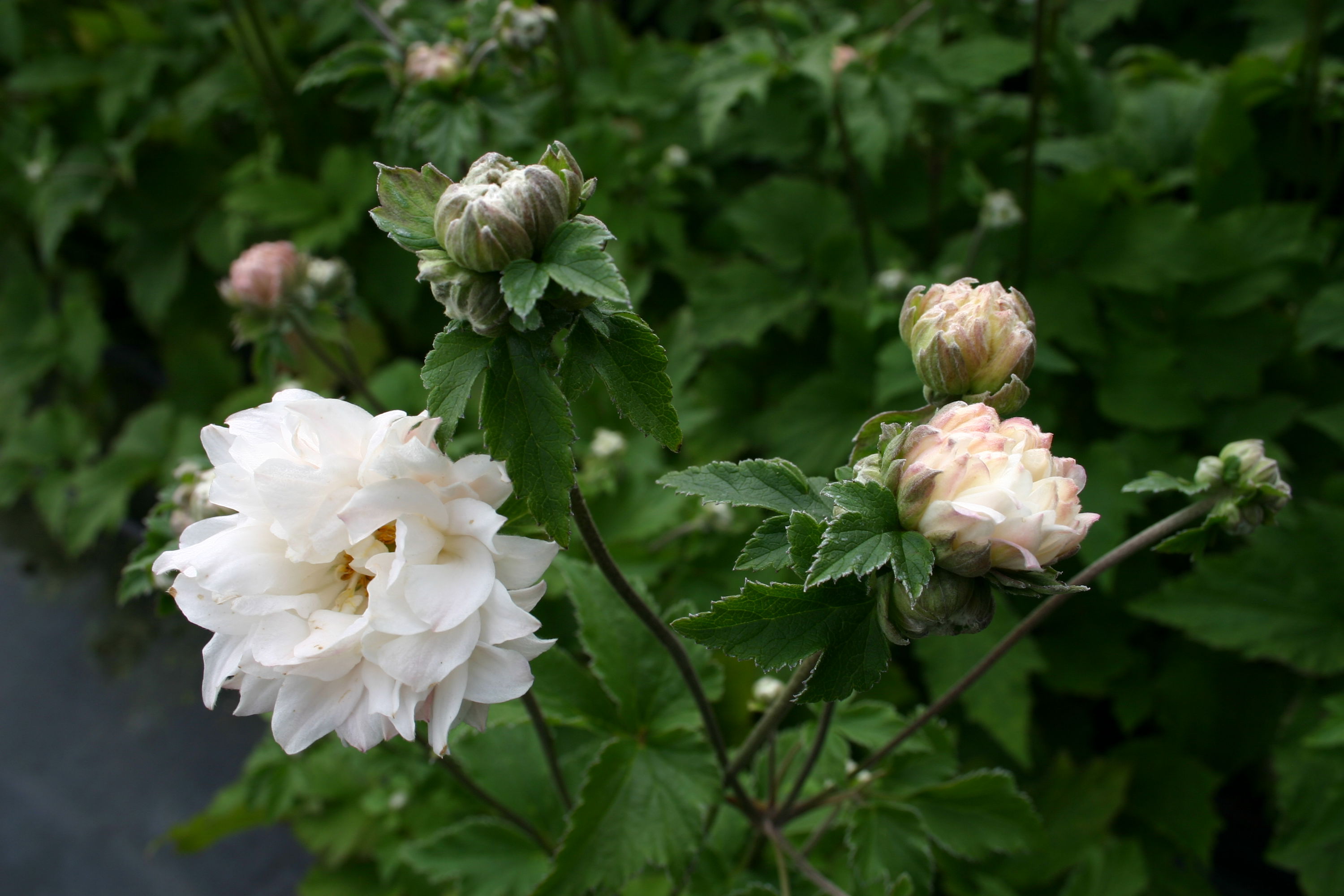 Anemone 'Tiki Sensation' - Potte 2,0 liter