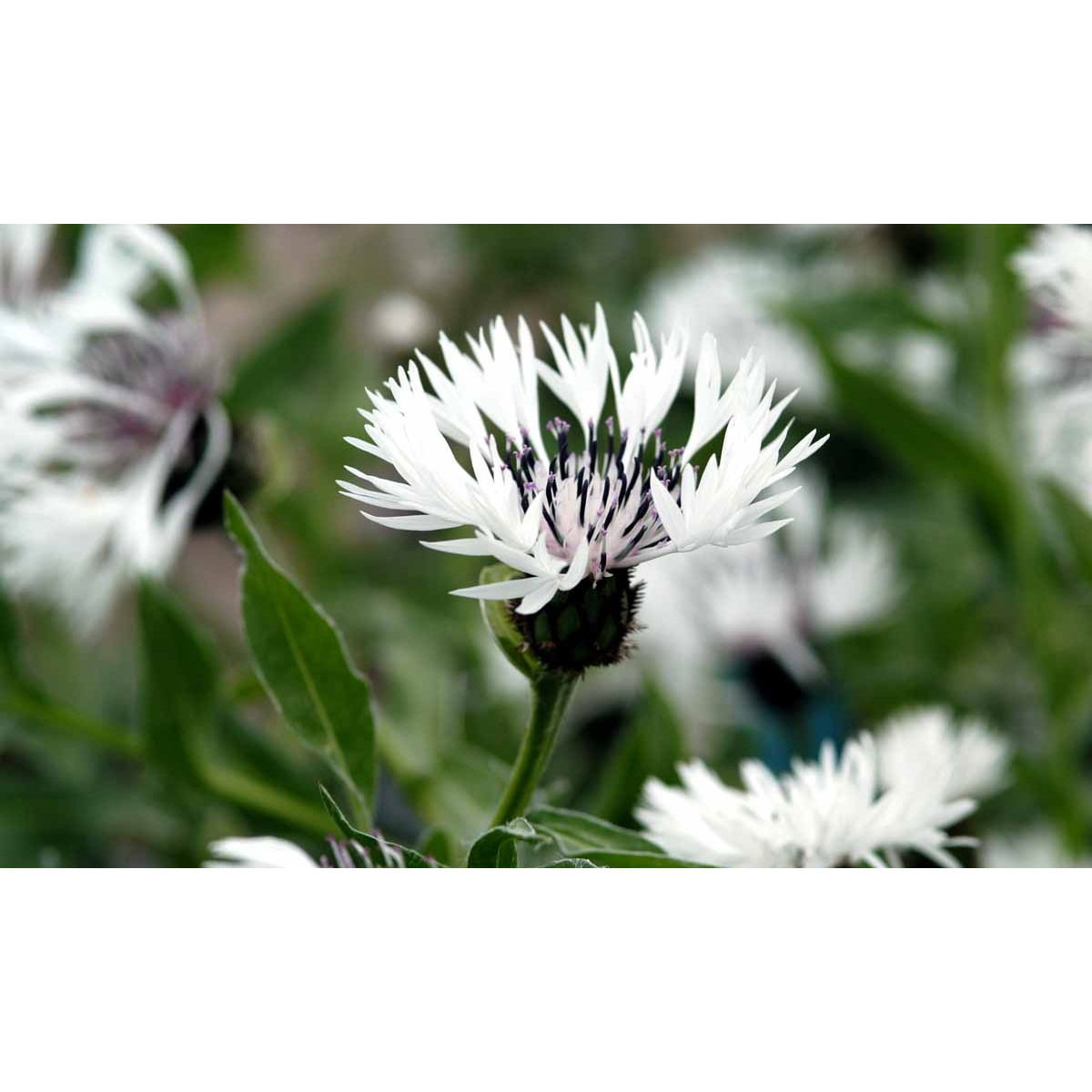 Bjerg-Knopurt &apos;Alba&apos;