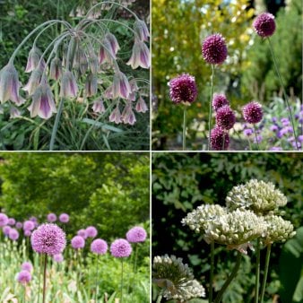 Løg mix 'Happy Butterfly' - Blomsterløg, Antal pr. pakke, 40 stk.