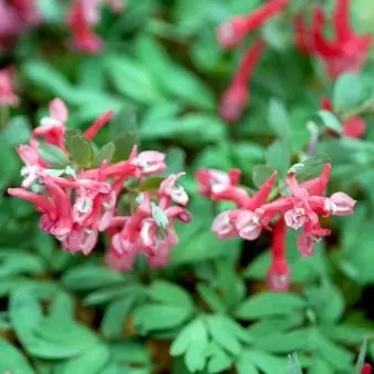 Langstilket Lærkespore 'Beth Evans' XXL