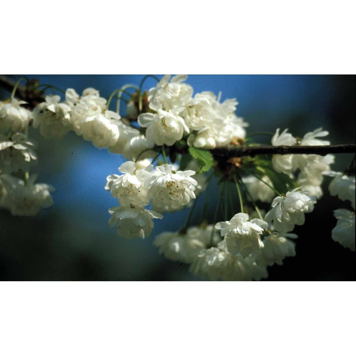 Fyldtblomstrende Fuglekirsebær &apos;Plena&apos;