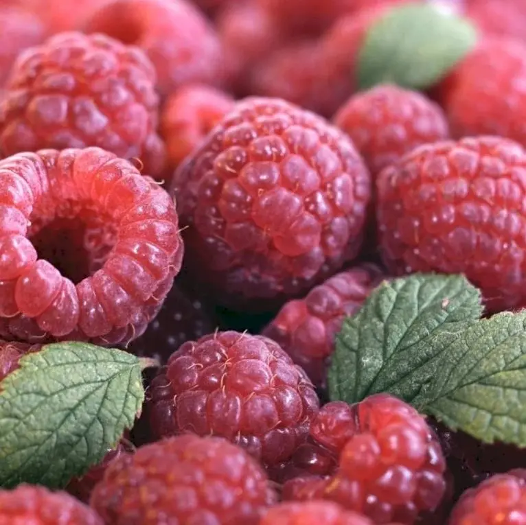 Efterårs Hindbær Zefa 3 Herbsternte