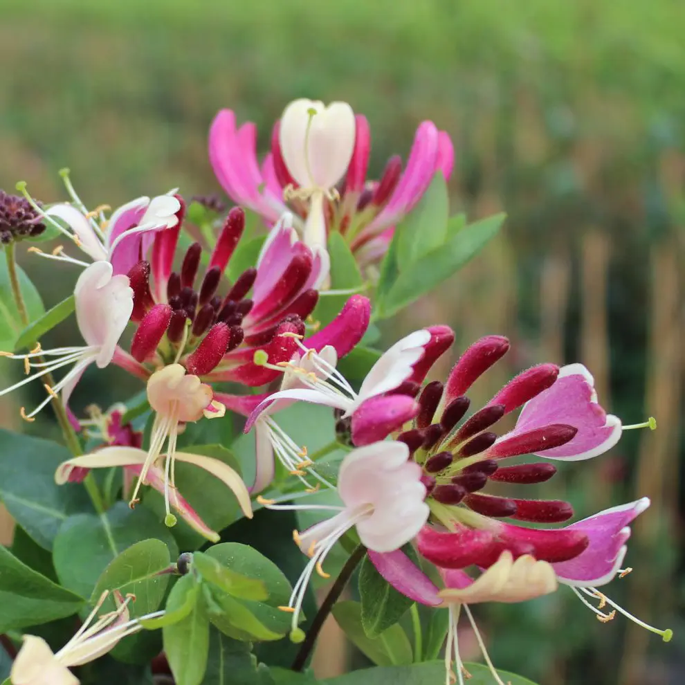 Kaprifolie heckrottii. Planten bruges ofte i haver og parker. Latinske navn: Lonicera x heckrottii.