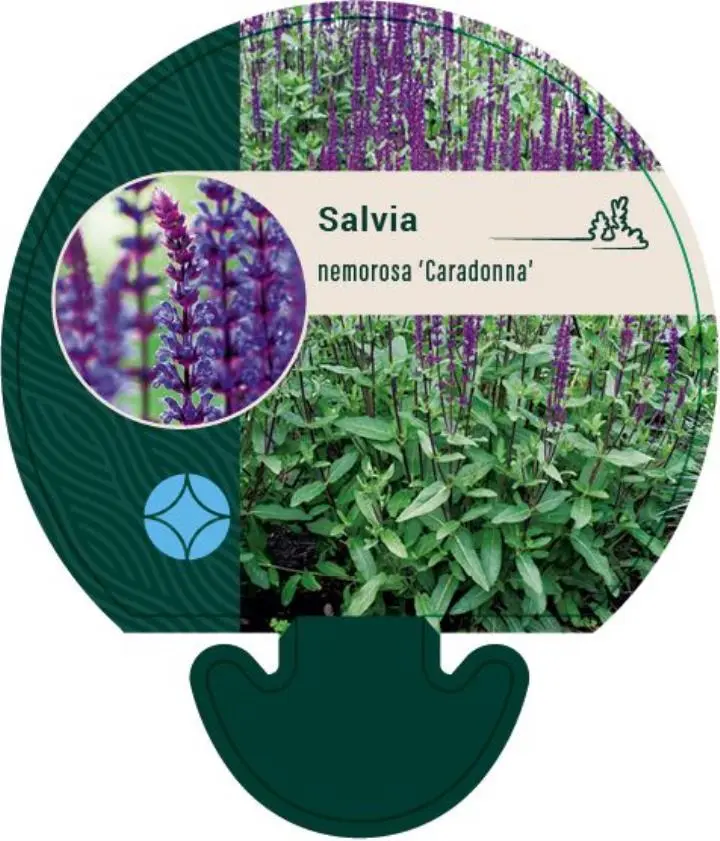 Staude-Salvie 'Caradonna' - Potte 0,8 Liter