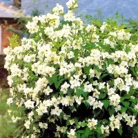 Uægte Jasmin