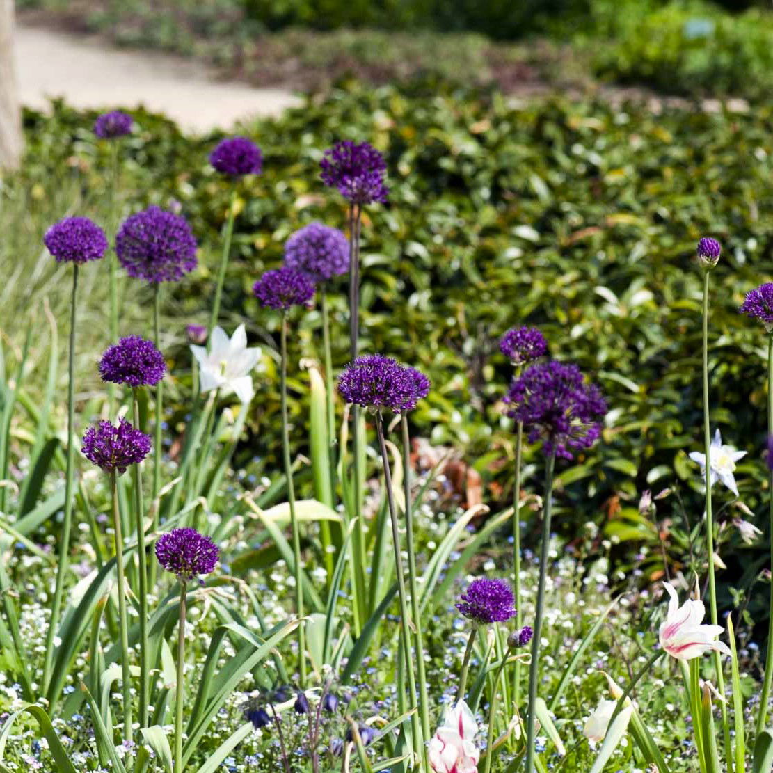 Prydløg Purple Sensation