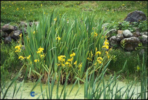 Iris pseudocorus, Iris, Højde: 70 - 100 cm. Farve: store gule blomster med mørke tegninger, snitblomst Blomstringsmåned: juni - juli Lyskrav: sol Solitært - gruppe på fugtig - våd bund, ved bassin mv. 6/m2
