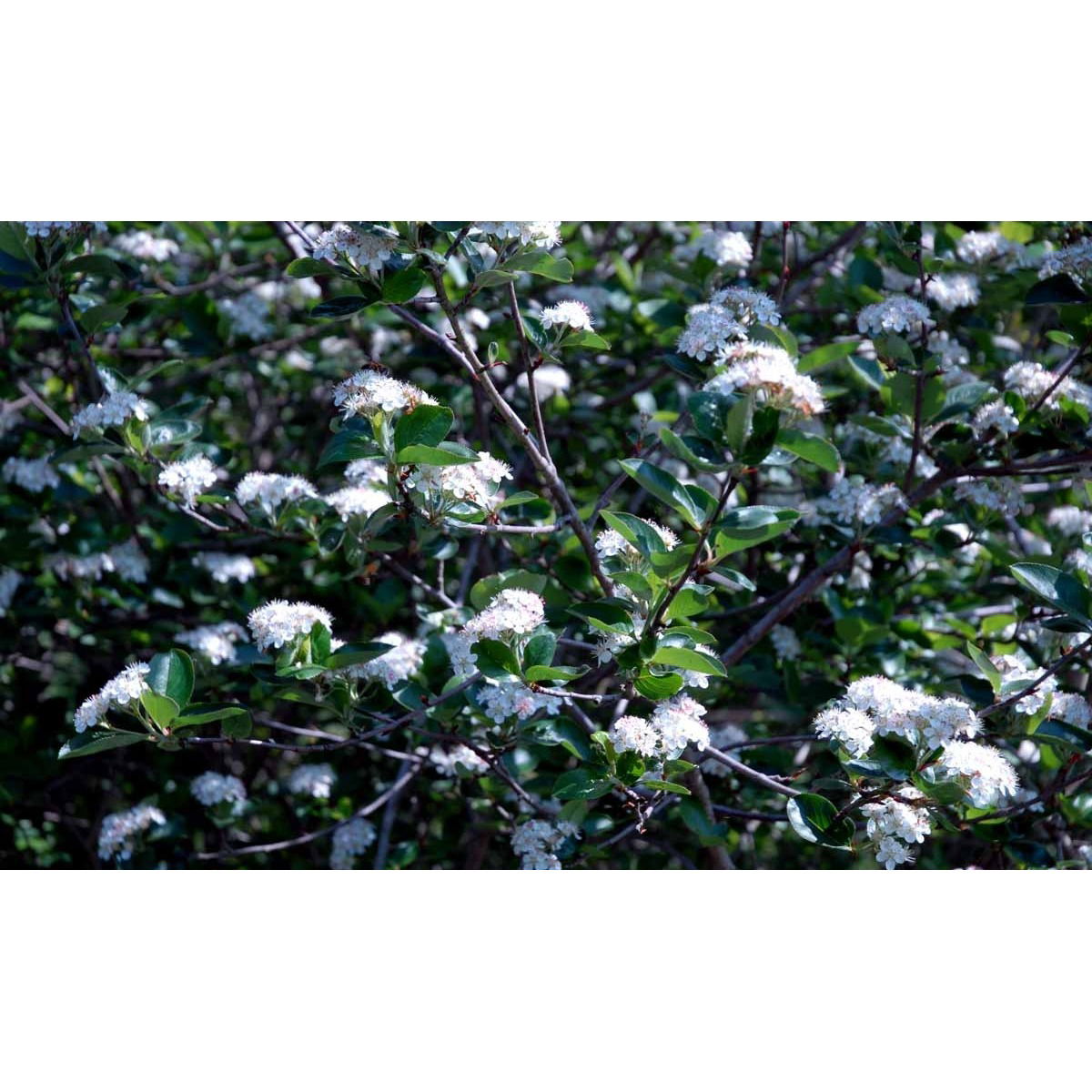 Blommebladet Surbær &apos;Viking&apos;