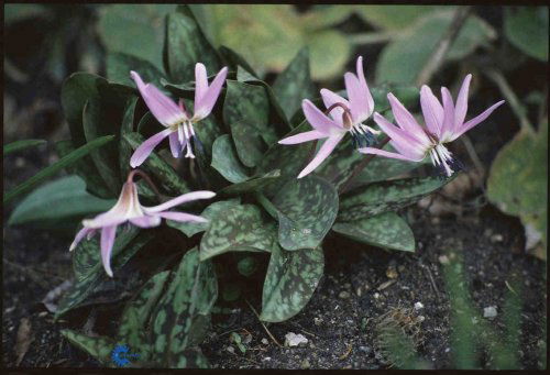 Erythronium dens-canis, Hundetand, Højde: 15 - 20 cm Farve: rosa i nuancer, enkeltvis, blade grågrønne med brunviolette pletter Blomstringsmåned: april - maj Lys: halvskygge Til små grupper i muldrig veldrænet jord, tandformet knold