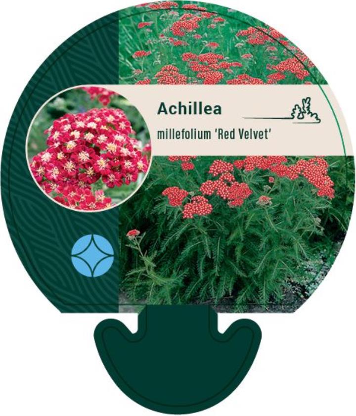 Røllike 'Red Velvetâ - Potte 0,8 Liter