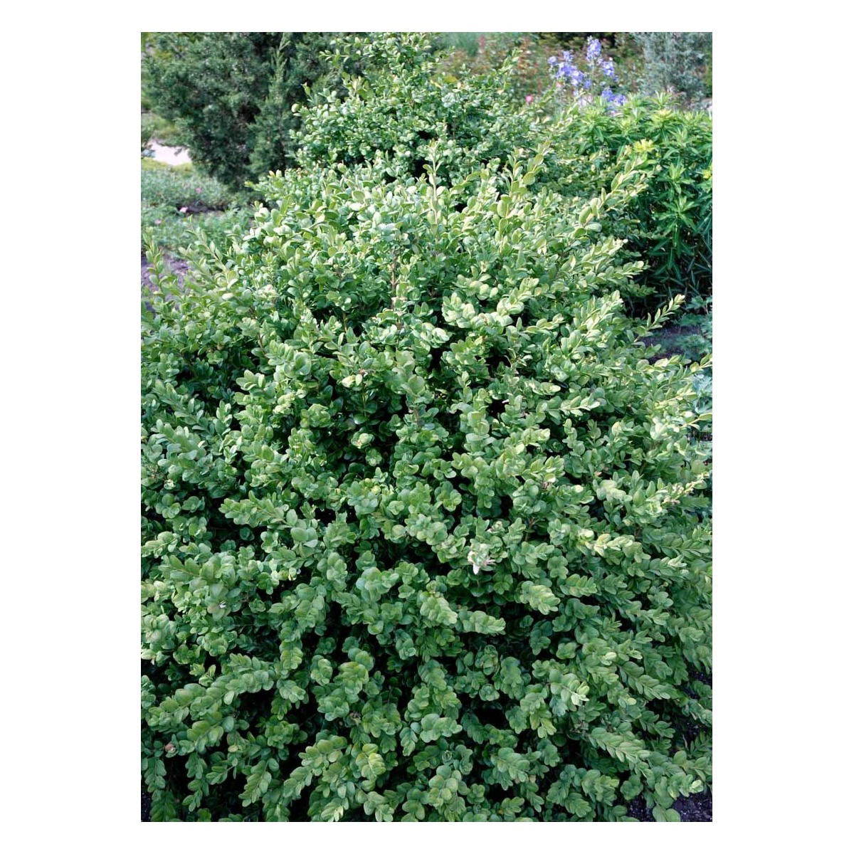 Buksbom &apos;Rotundifolia&apos;