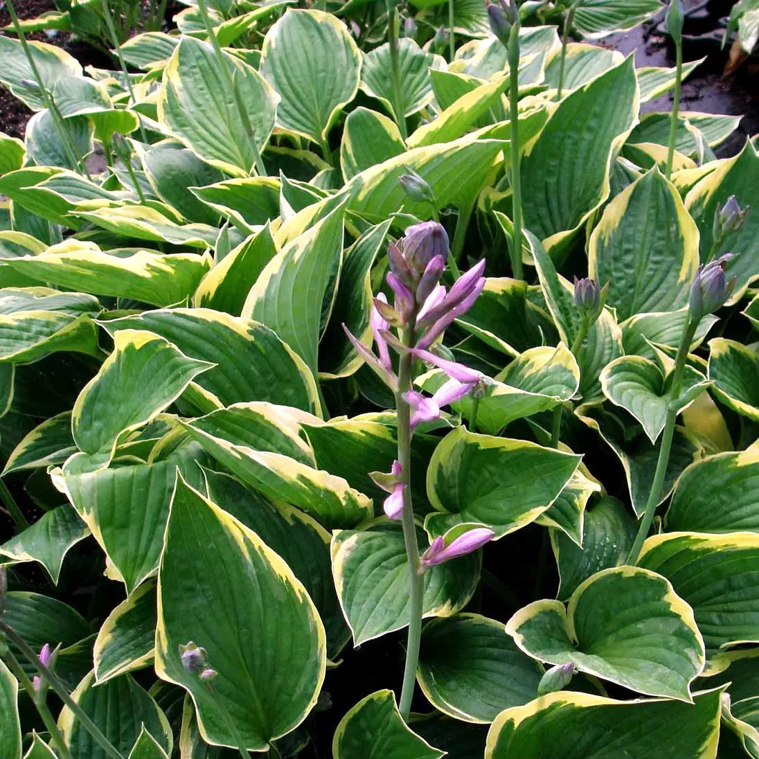 Hosta 'Fragrant Bouquet' - Potte 2,0 liter