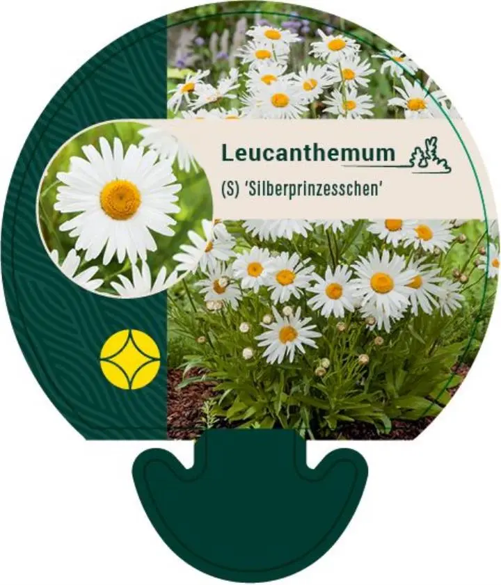 Kæmpemarguerit 'Sølvprinsessen' - Potte 0,8 Liter