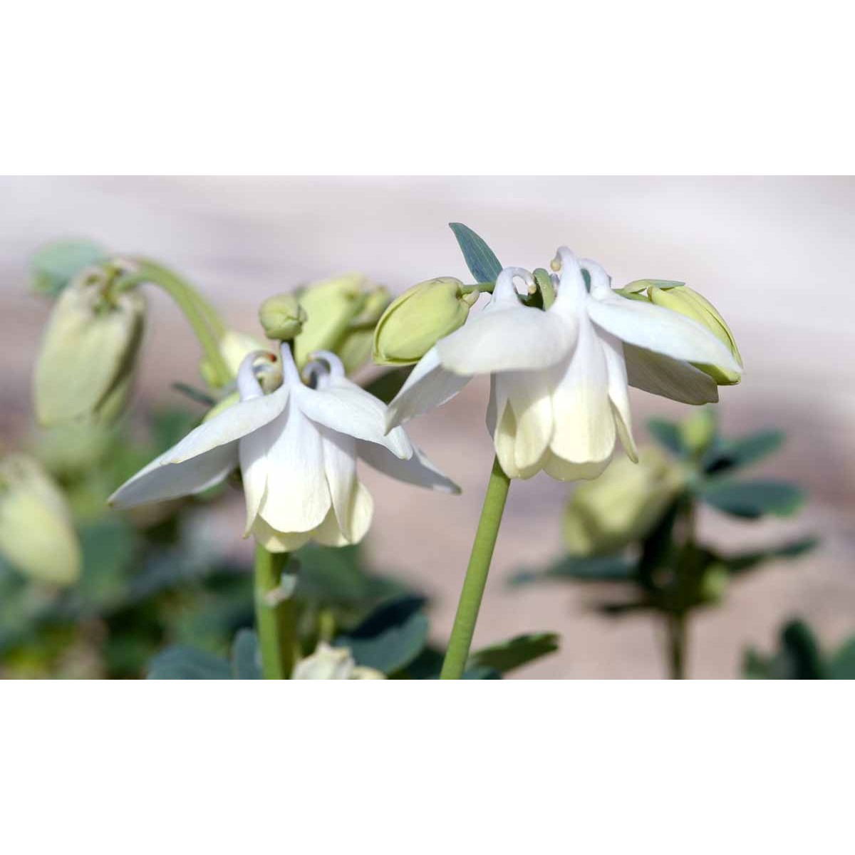 Dværgakeleje &apos;Nana Alba&apos;