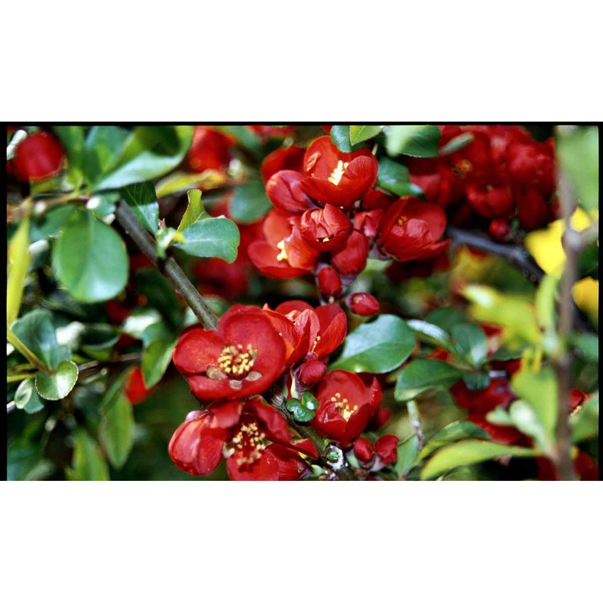 Japansk Kvæde &apos;Nicoline&apos;