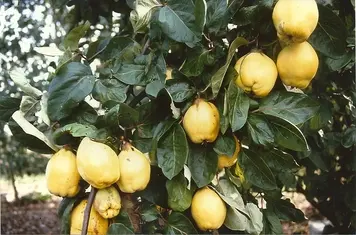 Pærekvæde &#39;Vranja&#39; - Havefrugttræ - A-kvalitet  4-8 grene. 120-160 cm. Potte, (Kvæde A)