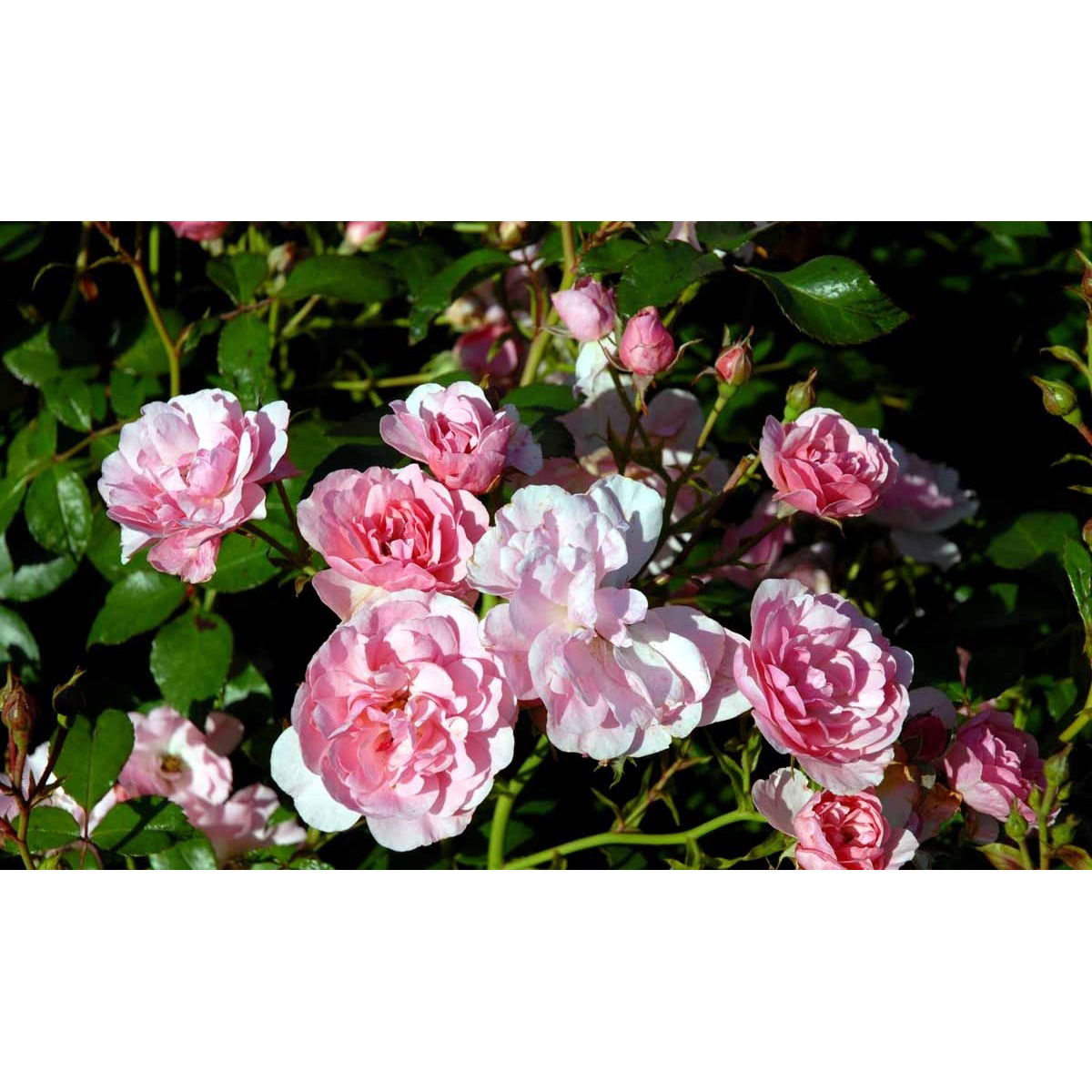 &apos;Bonica 82&apos;