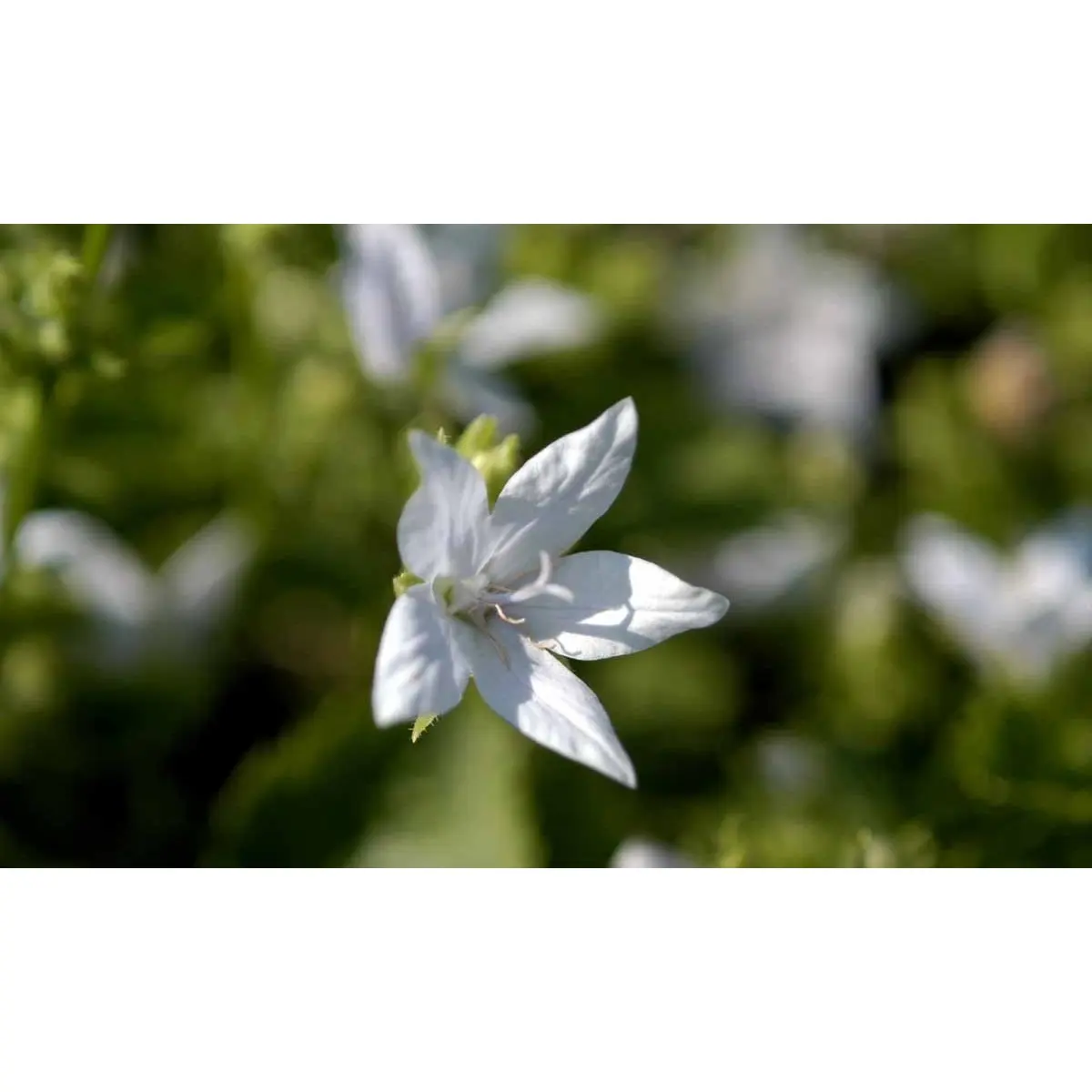 Stjerneklokke 'E. H. Frost' - Potte 1 liter