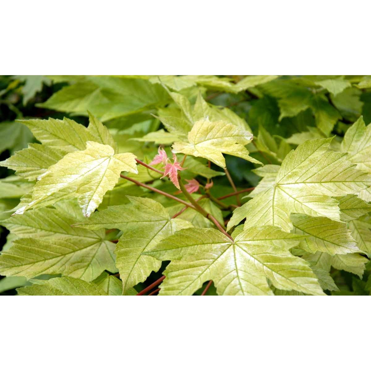 Ahorn &apos;Brilliantissimum&apos;