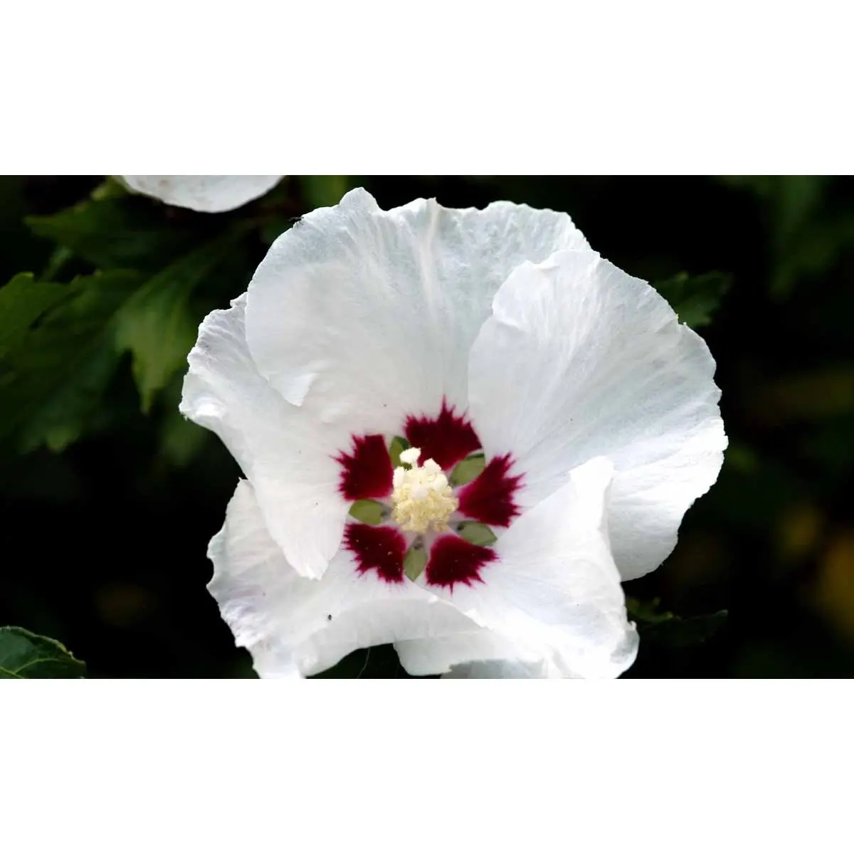 Syrisk Rose &apos;Red Heart&apos;