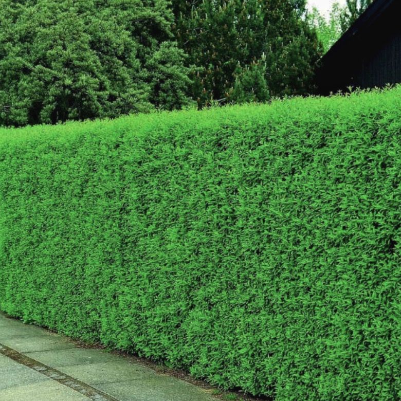 Liguster / Ligusterhæk 'Liga'