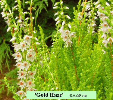 Calluna vulgaris Gold Haze, Efterårslyng Gold Haze, Gold Haze. Hvide blomster aug. - okt. Lys gulligt løv året rundt. Ca. 30 x 45 cm.