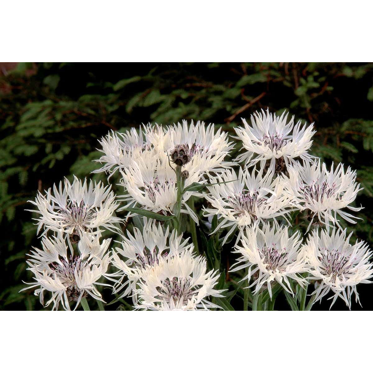 Bjerg-Knopurt &apos;Alba&apos;