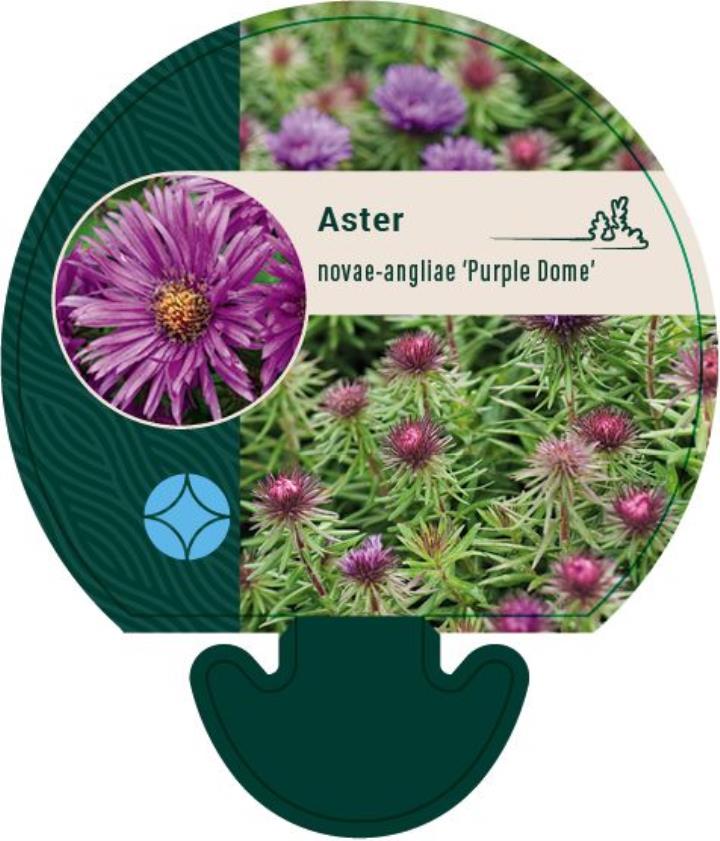 Høstasters 'Purple Dome' - Potte 0,8 Liter