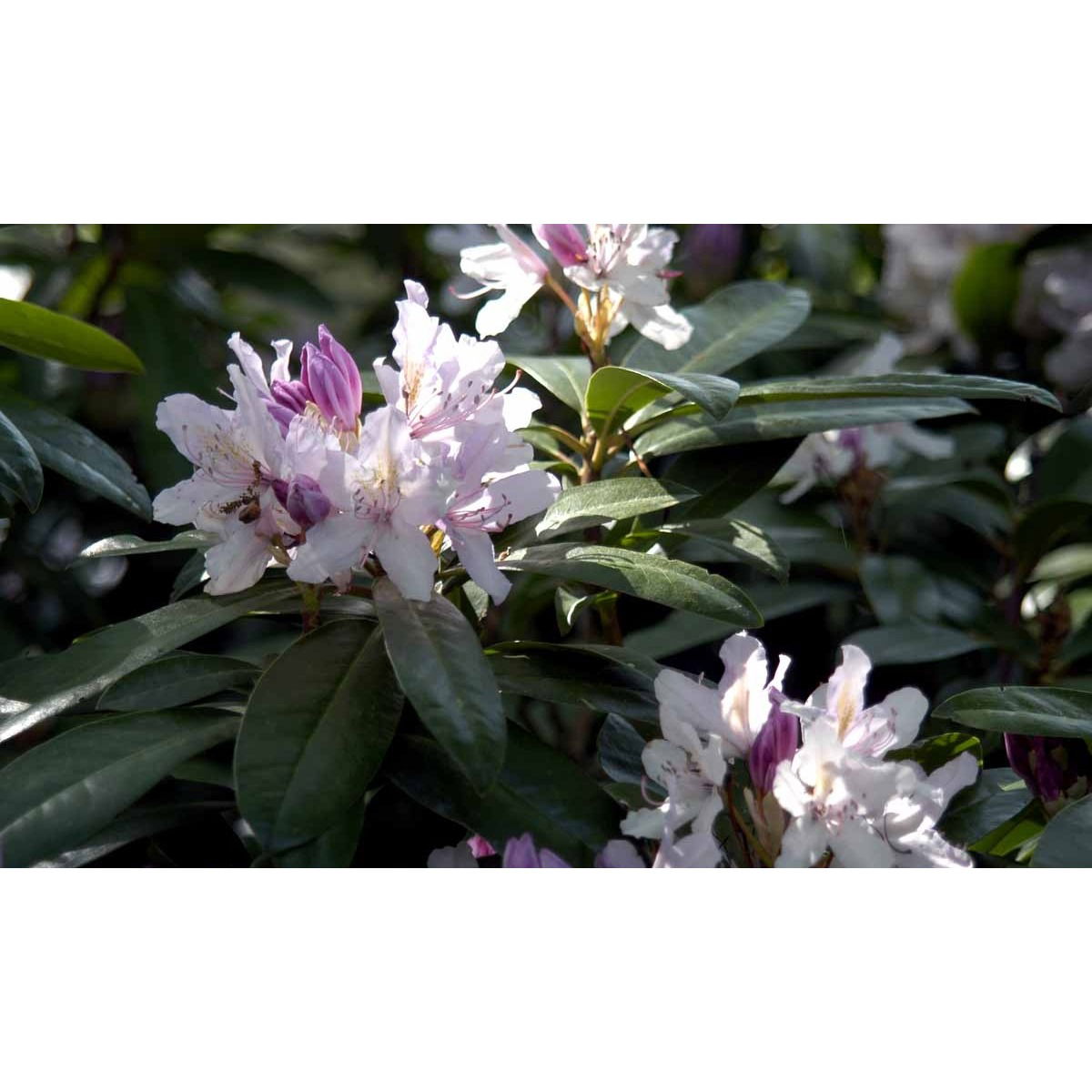 &apos;September Charm&apos;