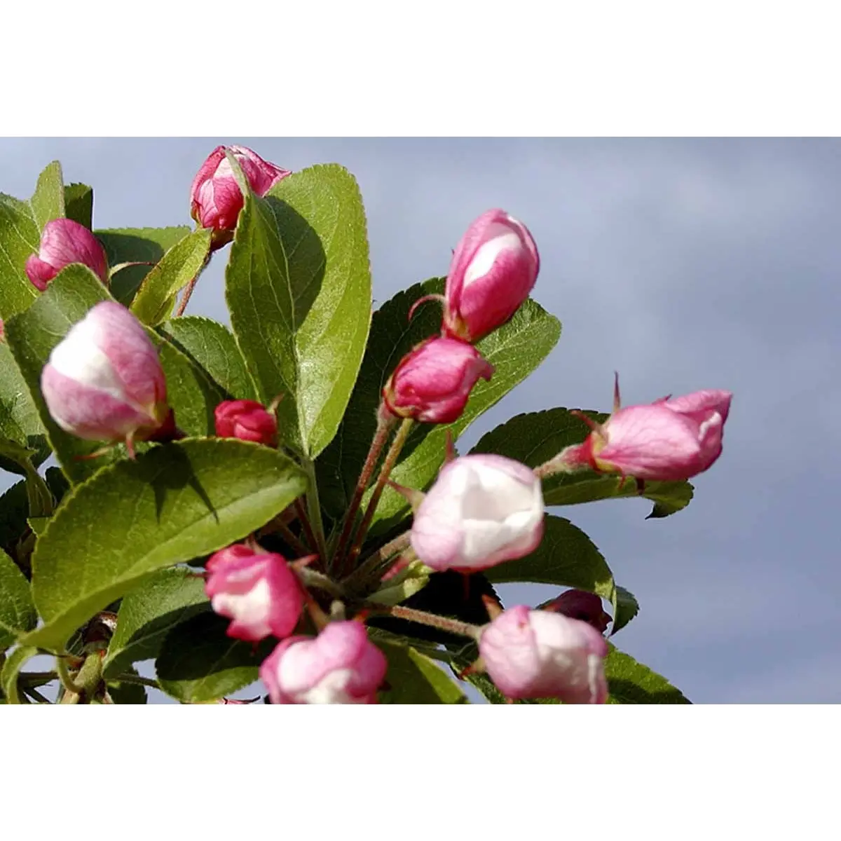 Paradisæble &apos;Red Sentinel&apos;