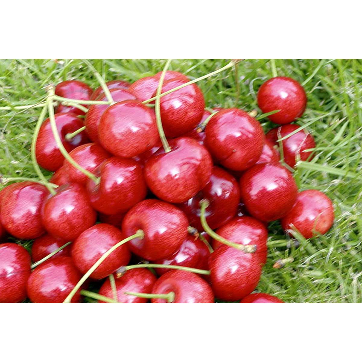 Sød Kirsebær &#39;Hedelfinger&#39; - delvist selvbestøvende - Havefrugttræ Potte 7,5 liter 150-175 cm