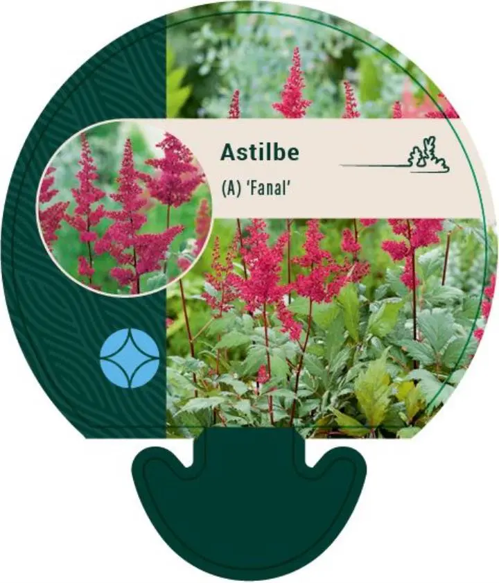 Astilbe 'Fanal' - Potte 0,8 Liter