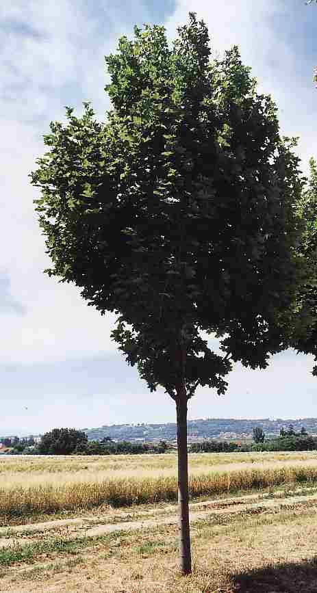 Acer platanoides Cleveland, Spidsløn Cleveland, Middelstort træ 12-15 m, kraftig til moderat vækst. Regelmæssig ægformet krone. Glinsende, friskgrønne, 5-lappede blade, som er lyssende grønne i udspring. Lysende gul-orange høstfarver. Placering i sol - ha