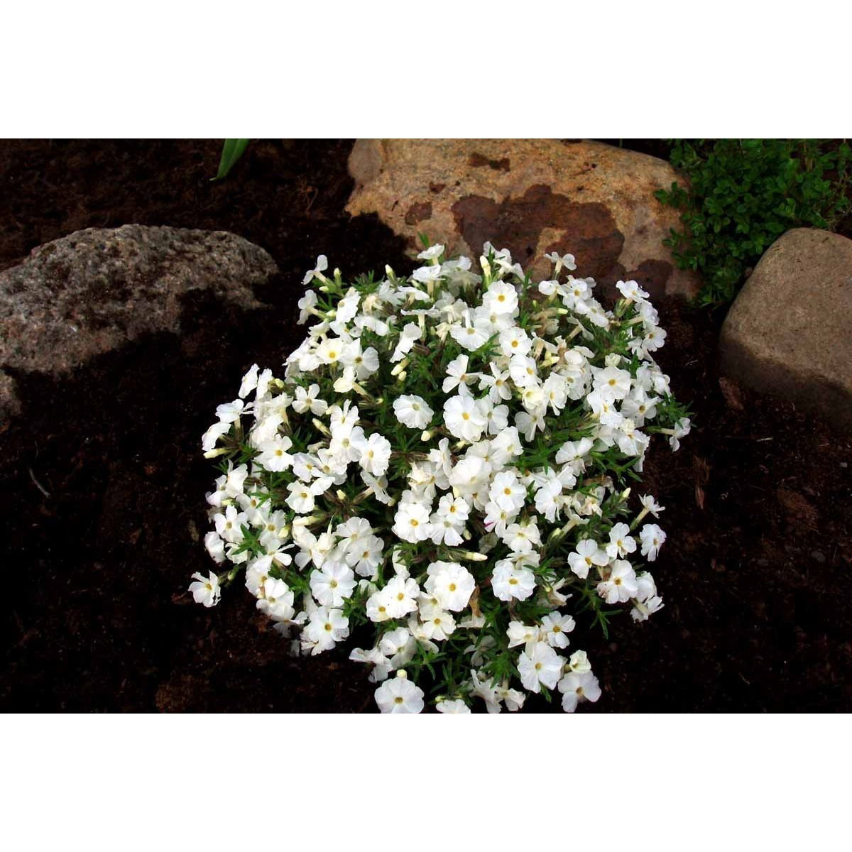Pudefloks 'White Admiral' - 10 cm. Potte