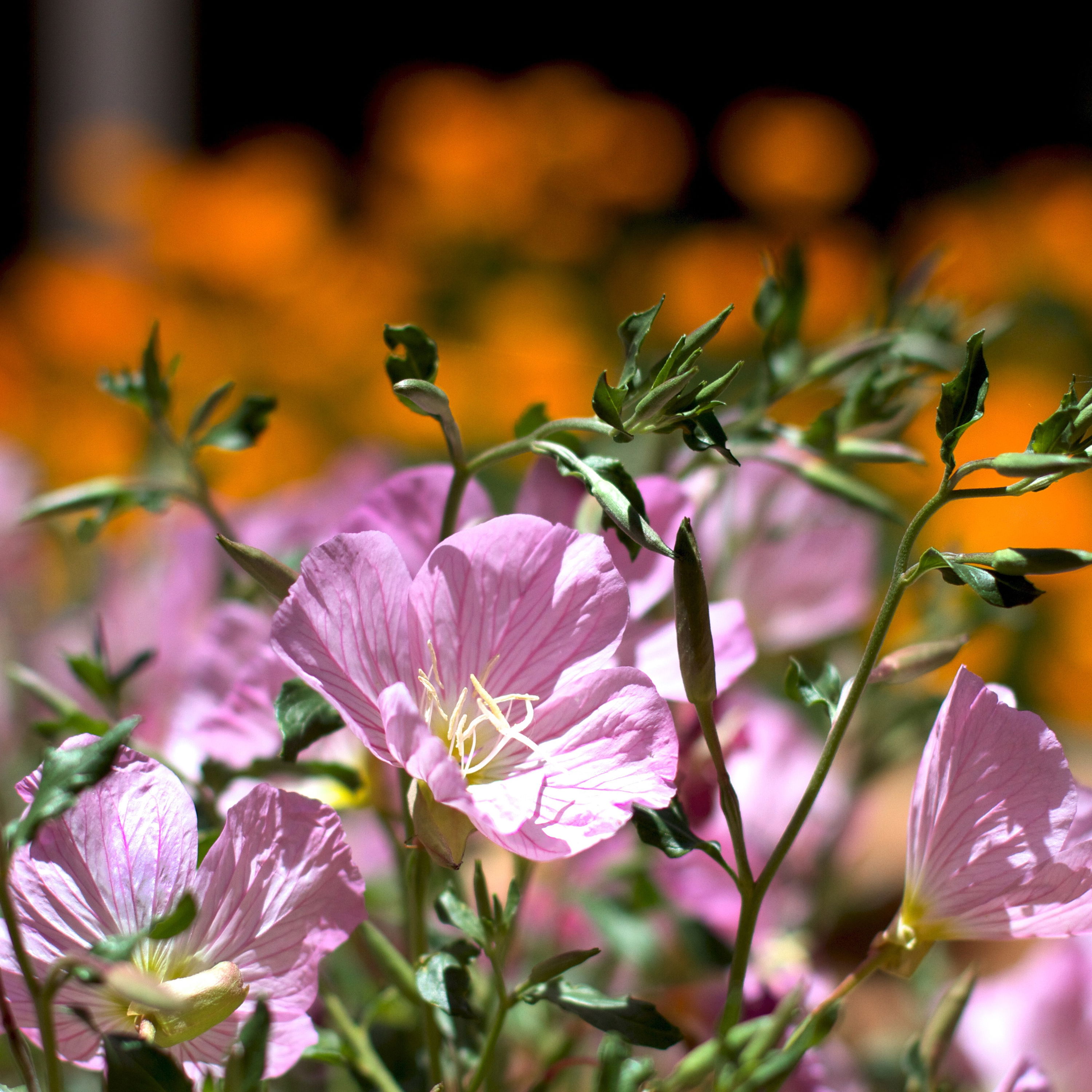 Californisk Guldvalmue Candy Mix