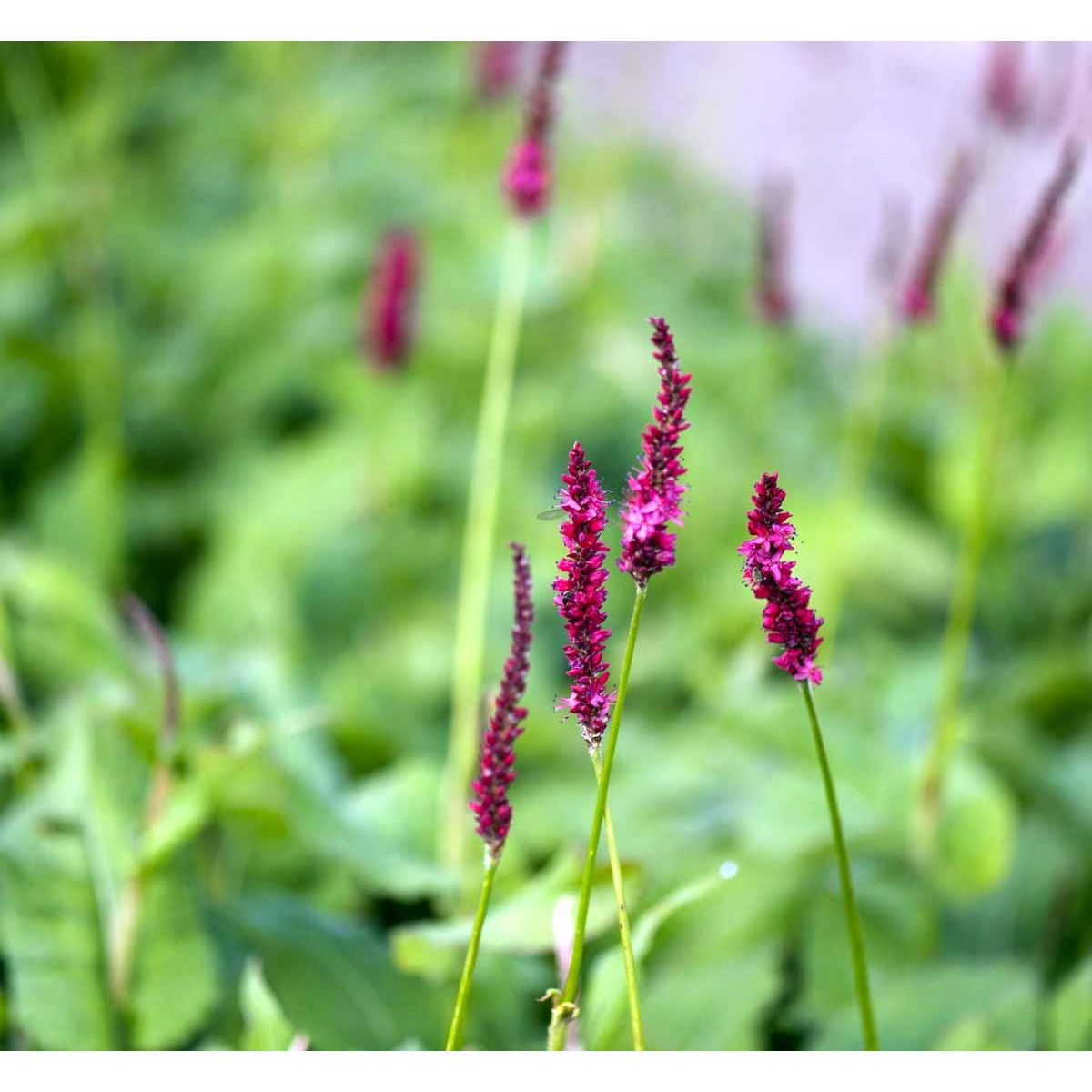 Kertepileurt &apos;Fat Domino&apos;