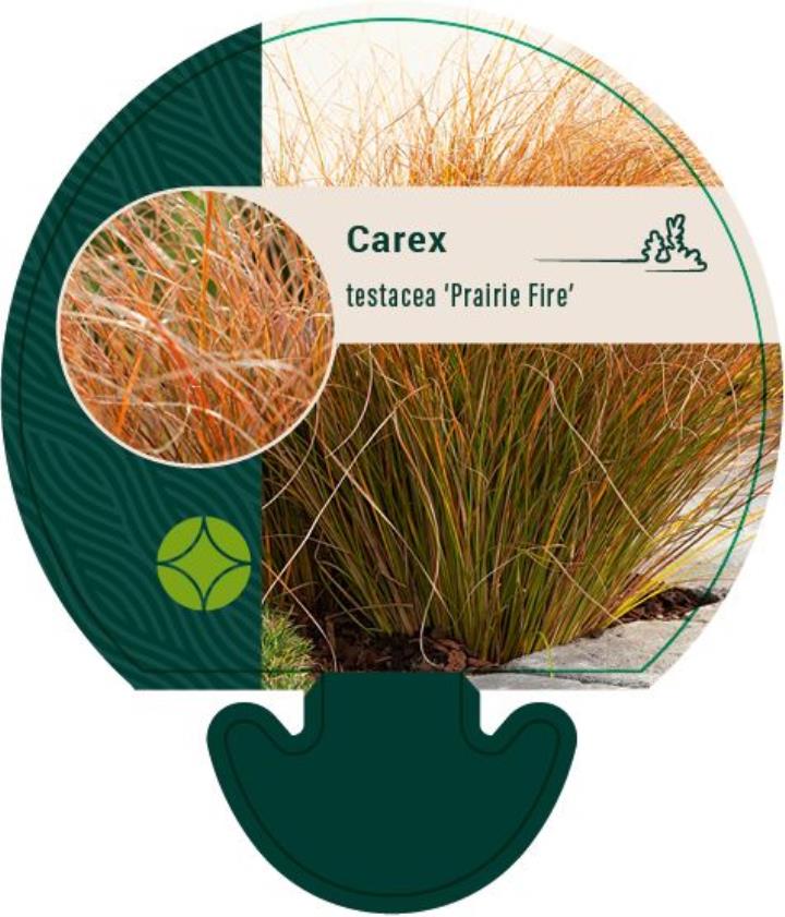 Star 'Prairie Fire' - Potte 0,8 Liter
