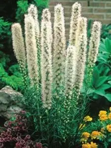 Pragtskær &apos;Floristan Weiss&apos;