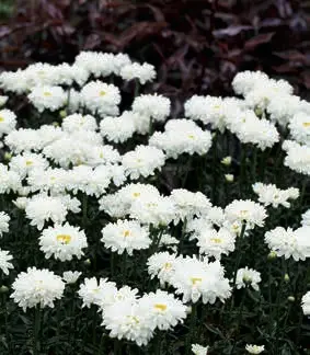 Kæmpemarguerit &apos;Victorian Secret&apos;