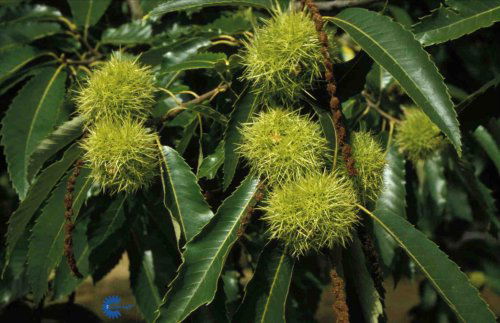 Castanea sativa, Ægte Kastanie, Stort træ 10-20 m højt. Bred pyramidal krone, med kraftige grene. Tandet, lancetformet. Skinnende mørkegrønt med gule høstfarver. Spiseslige kastanier, samlet i dekorative frøkapsler. Sol, trives bedst i dybmuldet, næringsr