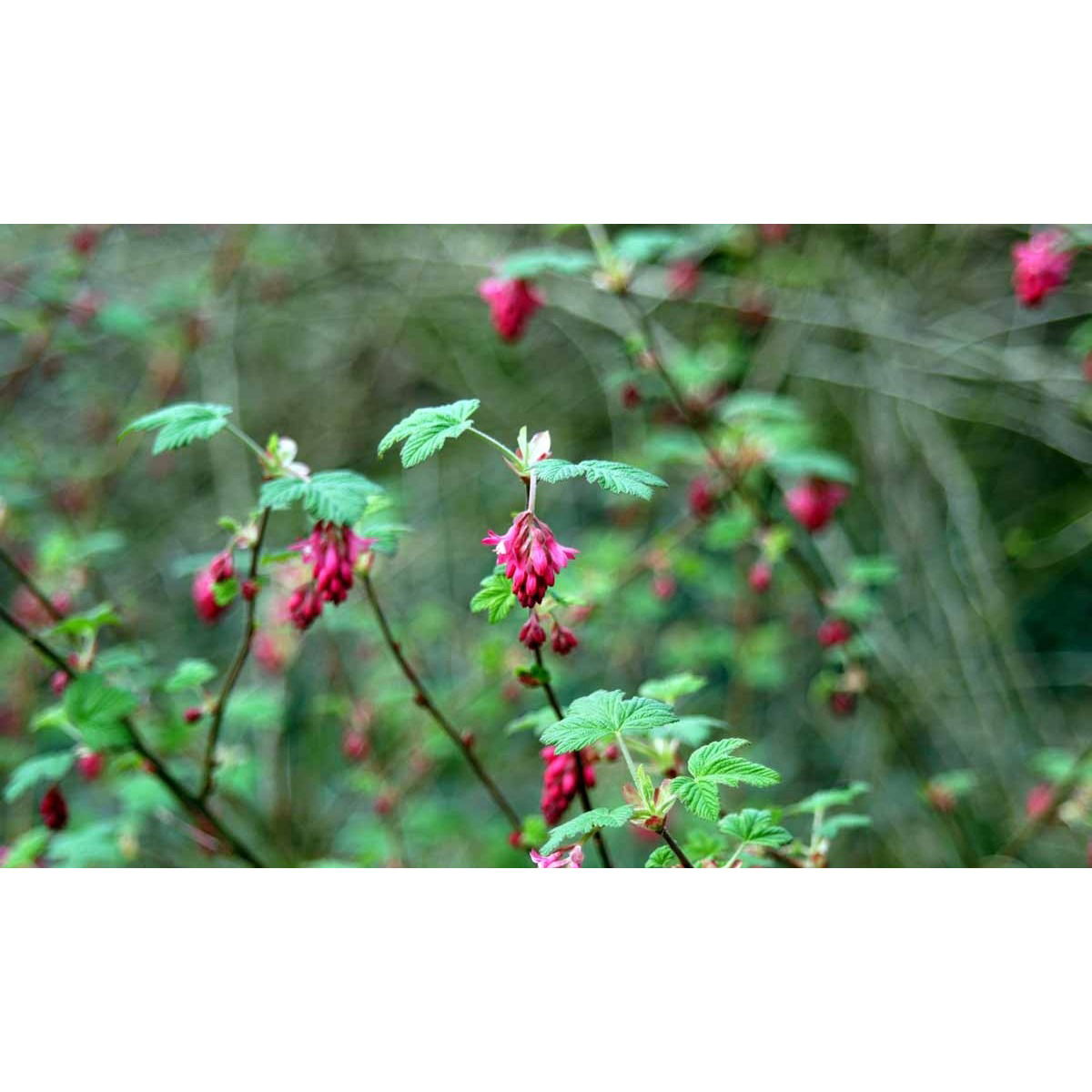 Blodribs &apos;King Edward VII&apos;