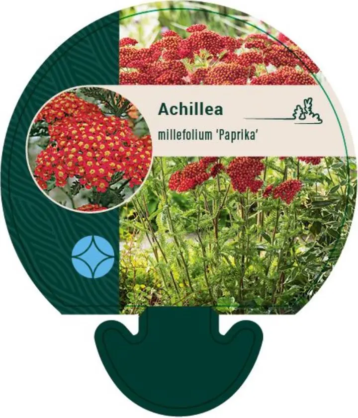 Røllike 'Paprika' - Potte 0,8 Liter