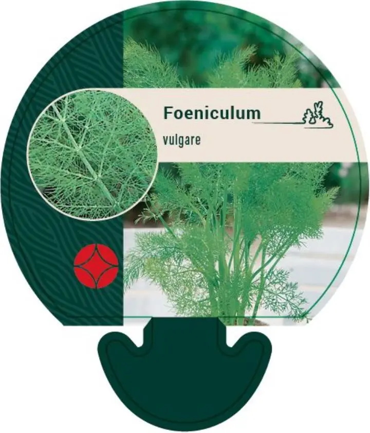 Fennikel - Potte 0,8 Liter