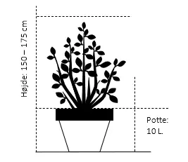 Spidsløn 'Drummondii'